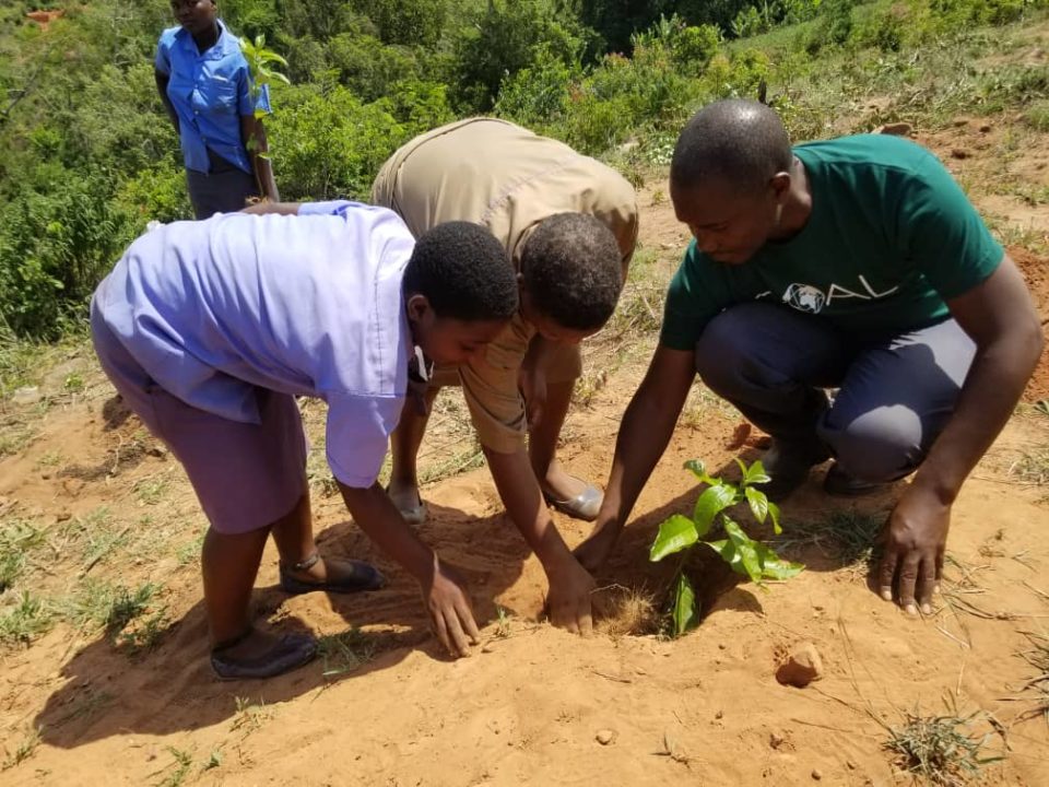 GOAL staff contribute to better environment by planting trees in