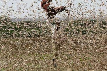 Man battles locust infestation in Ethiopia