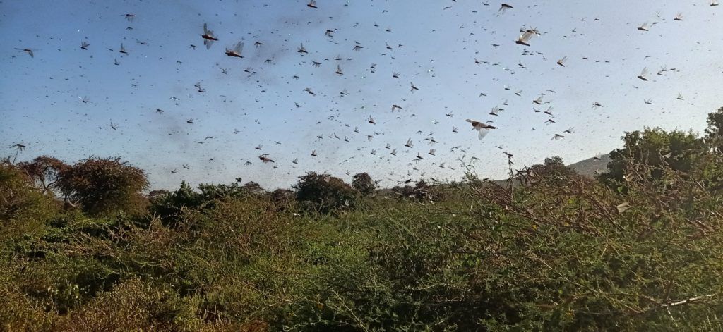 Locust infestation in Africa
