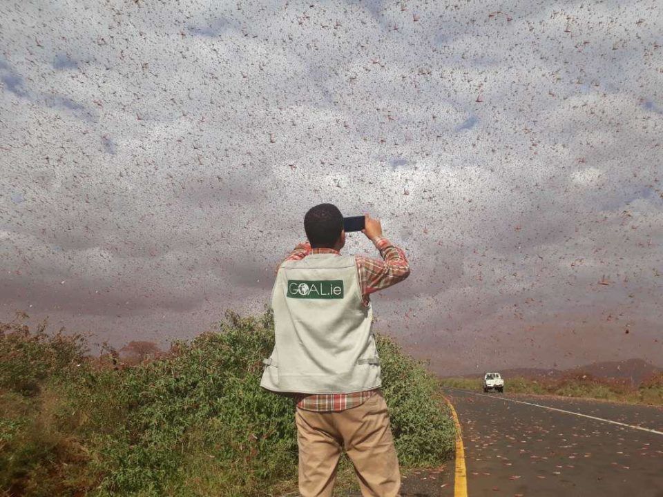 Locust Swarm Ethiopia GOALie in the field.