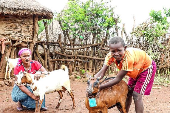 Ethiopia-locusts-Felekech-son-goats Ethiopia-locusts-Felekech-son-goats