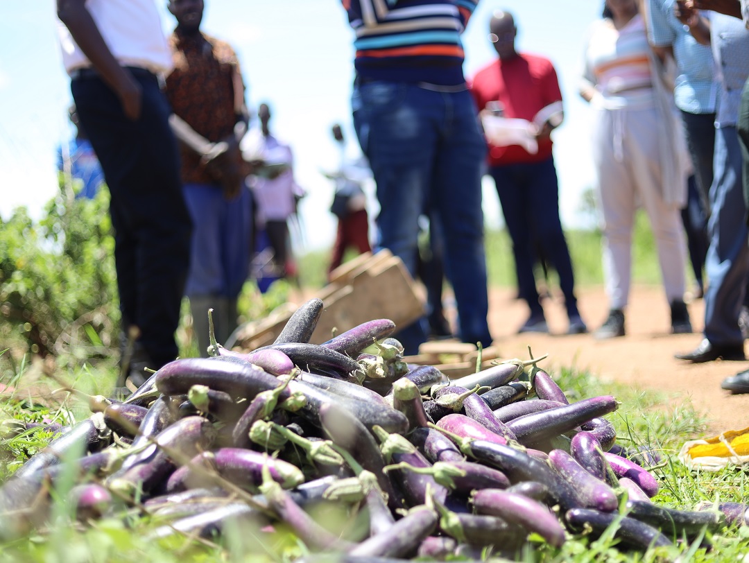 Harvest day for Akullo as fellow young farmers take notes