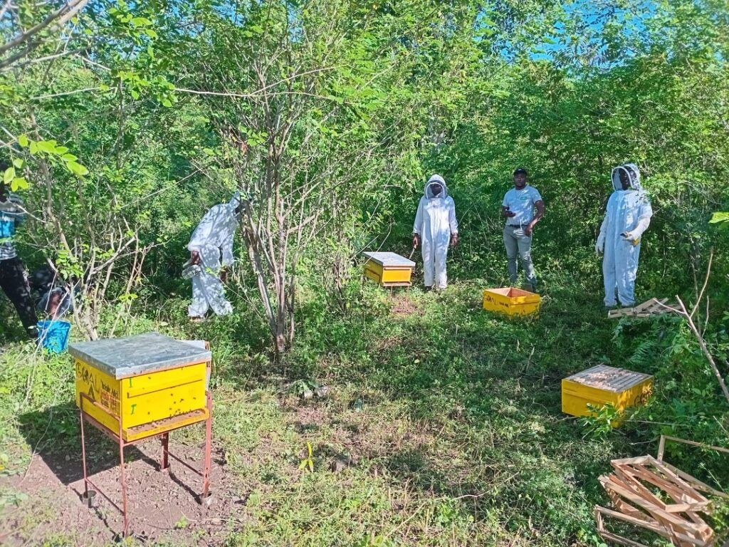 GOAL ICSP-funded apiculture project, in partnership with Ayiti Apik.