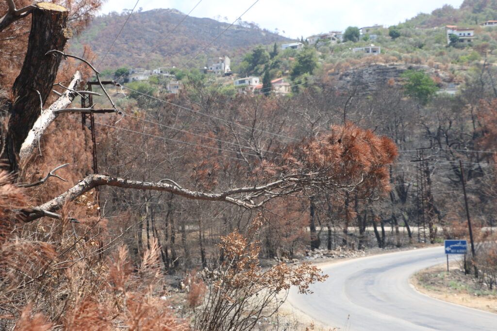 Scenes from the devastating wildfire in Qastal Maaf’s forests, which caused widespread damage and left many families in urgent need of support.